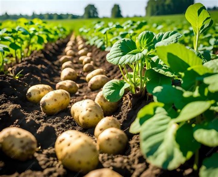Are potatoes grown in feces?
