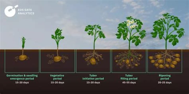 How are potato plants produced asexually?