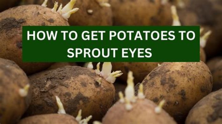 How many eyes does a potato plant have?